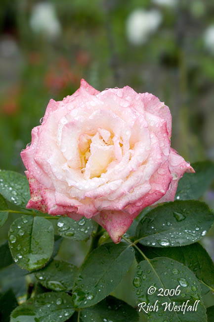 September 14, 2006  -  Rain-Kissed Rose