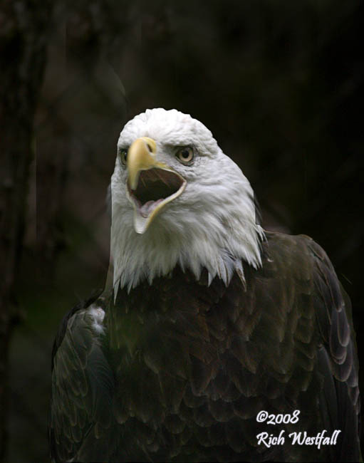 June 28, 2008  -  Bald Eagle