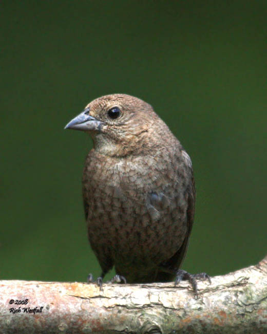 June 29, 2008  -  Female cowbird or starling