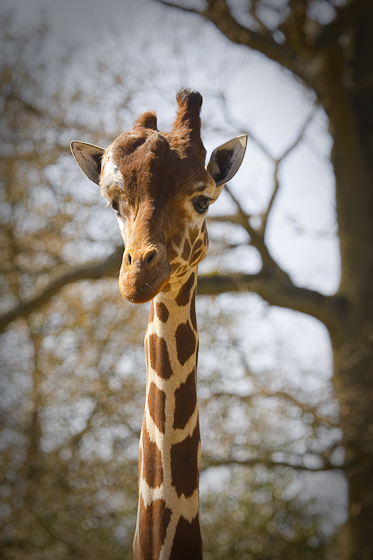 2010 Whipsnade Giraff Portrait