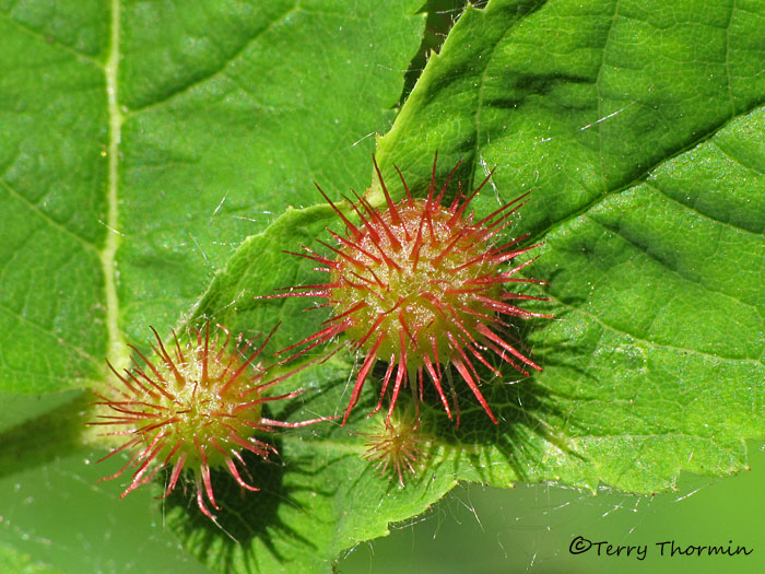 Diplolepis sp. - Cynipid wasp rose gall A1a.jpg