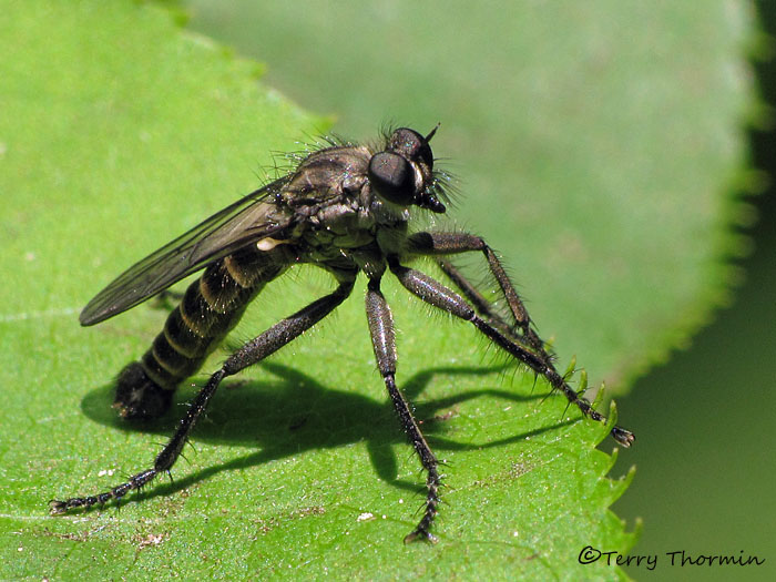 Machimus sp. - Robber Fly A2a.jpg
