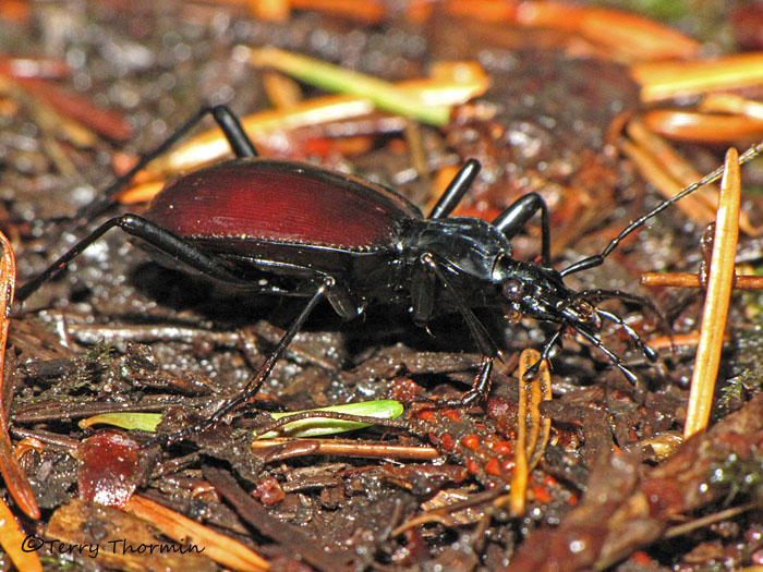 Scaphinotus angusticollis - Snail-killer Carabid 1a.jpg