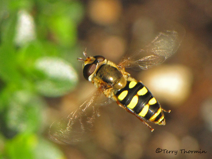 Eupeodes sp. - Flower Fly in flight B1b.jpg