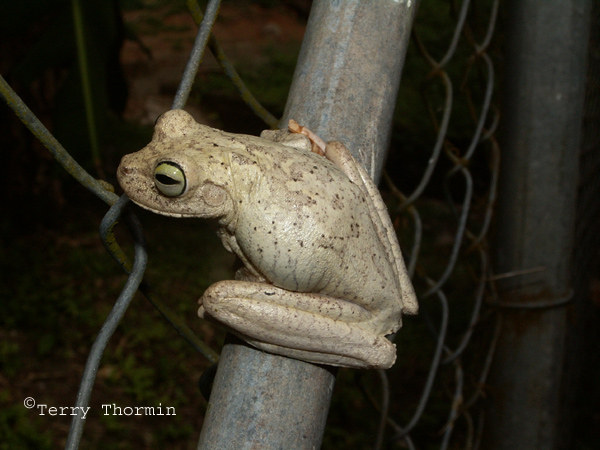 Tree Frog 3.JPG