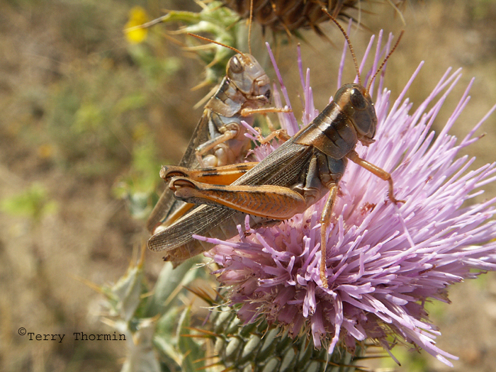 Melanoplus packardi - Packards Grasshopper .jpg