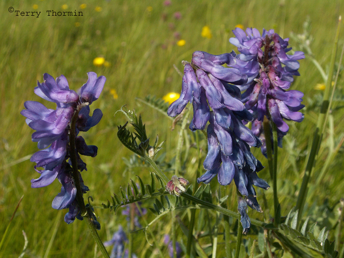 Bird Vetch.JPG