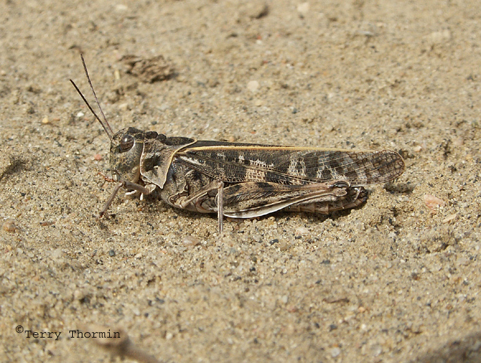 Metator pardalinus - Blue-legged Grasshopper 1.jpg