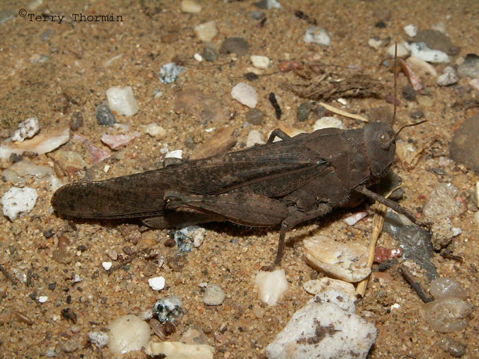 Dissosteira carolina - Road Duster 1.JPG