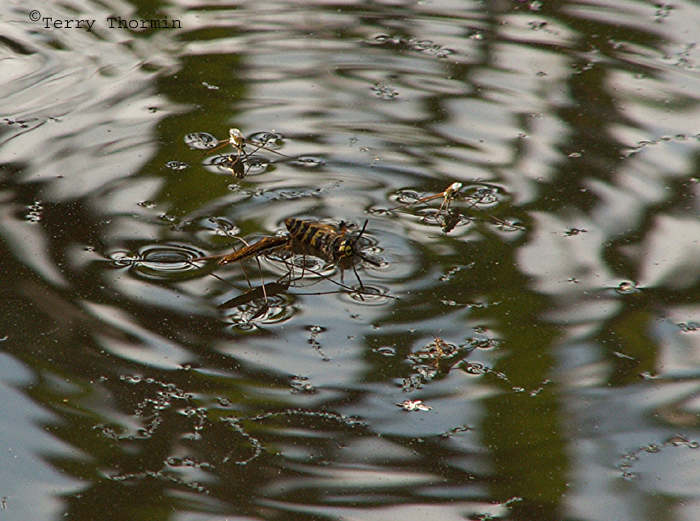 Water Striders feeding on a Yellow Jacket 1.JPG