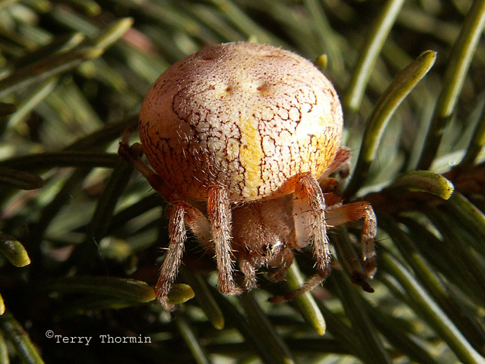Araneus marmoreus - Marbled Spider .jpg