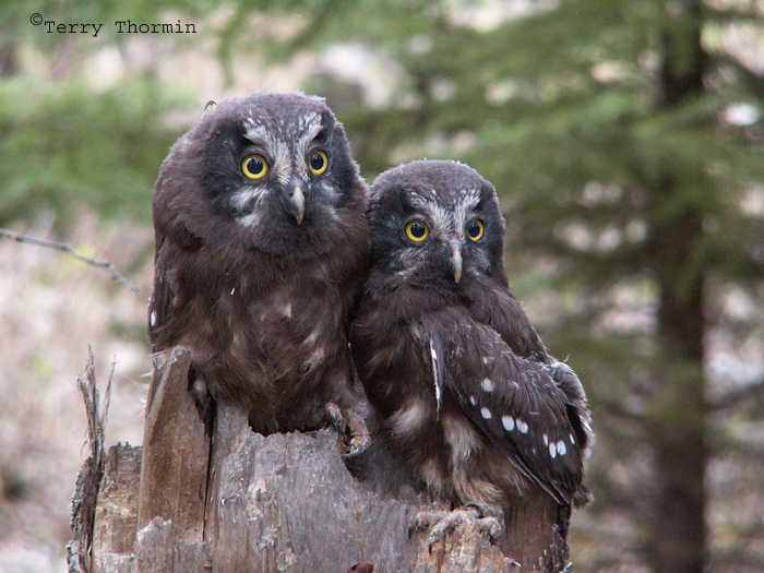 Boreal Owl young.JPG