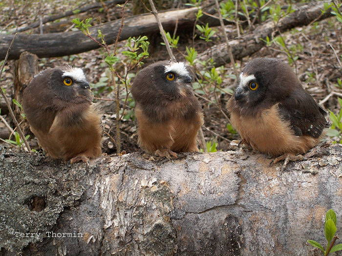 Saw Whet Owl young.JPG