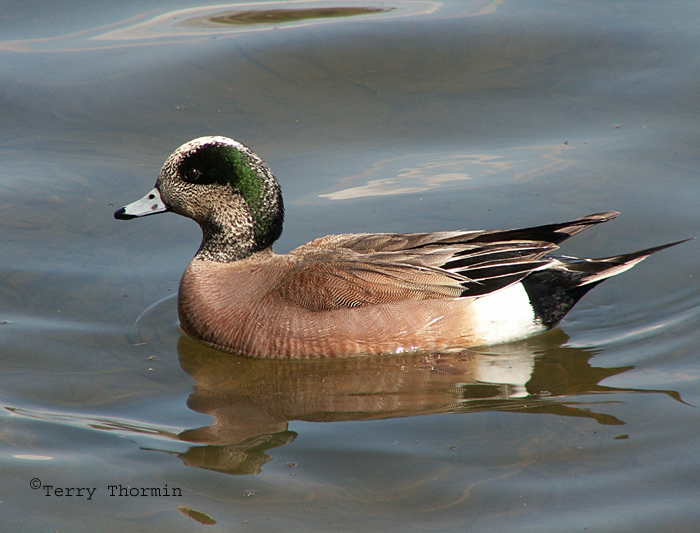 American Wigeon.JPG