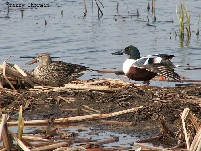 Northern Shoveler pair.JPG