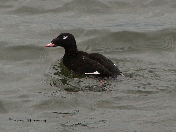 White-winged Scoter.jpg