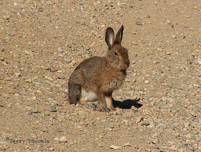 Varying Hare 2.JPG
