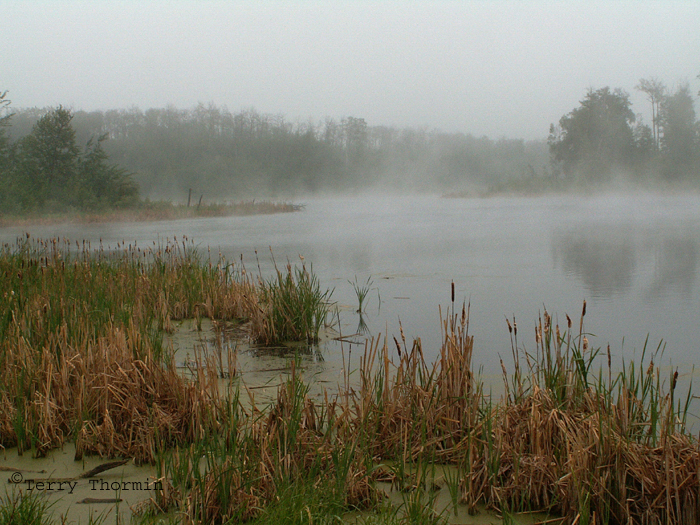 Marsh in the mist, Elk Island.JPG