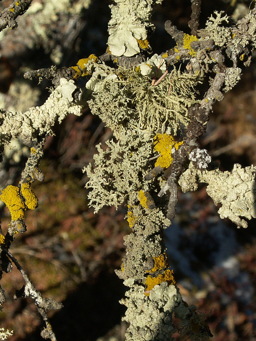 Candelariella vitellina Common Goldspeck Lichen and Usnea sp.jpg