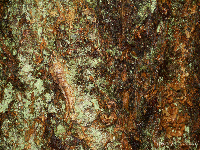 Tree bark.jpg
