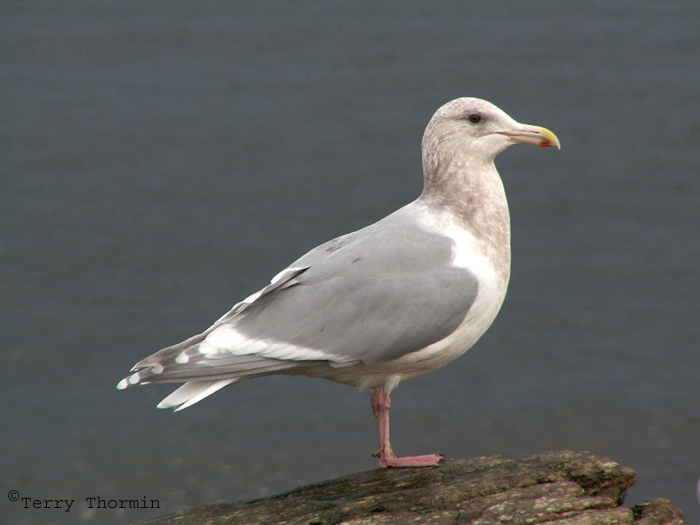 Glaucous-winged Gull Qualicum Beach 1a.jpg