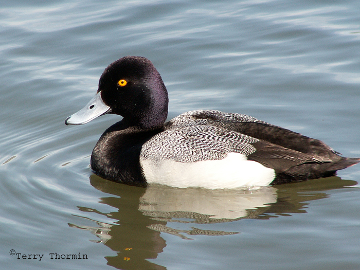 Lesser Scaup 1.jpg