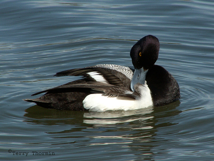 Lesser Scaup preening 1.jpg