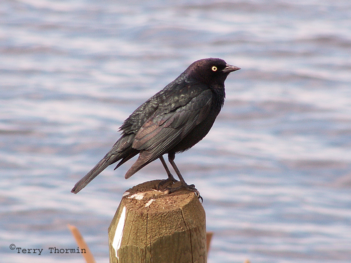 Brewers Blackbird 1.jpg