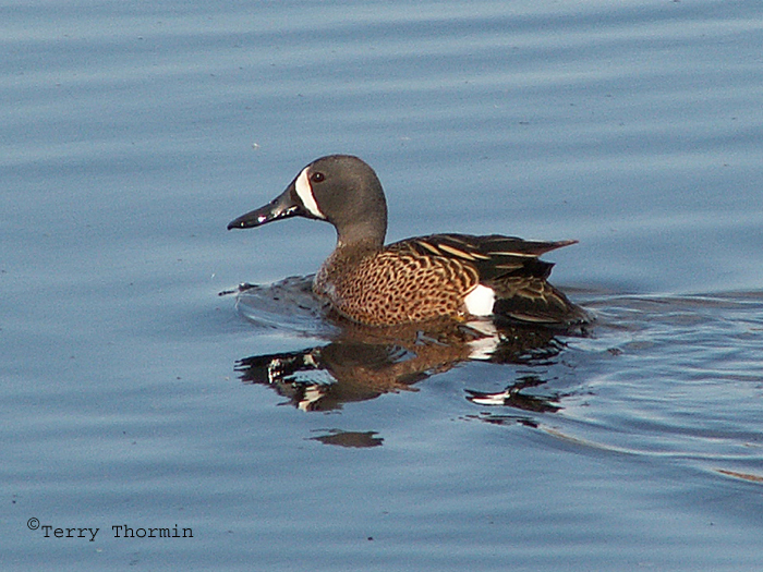 Blue-winged Teal 1a.jpg