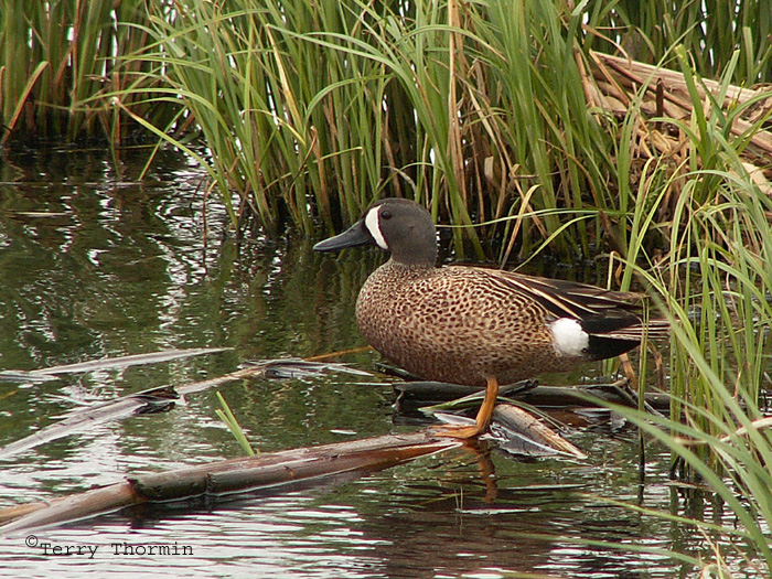 Blue-winged Teal 1.jpg