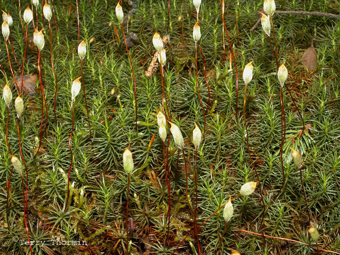Polytrichum juniperinum - Juniper Hair-cap 1.jpg