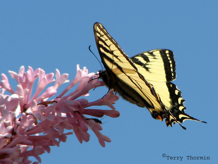 Papilio canadensis - Canadian Tiger Swallowtail 8.jpg