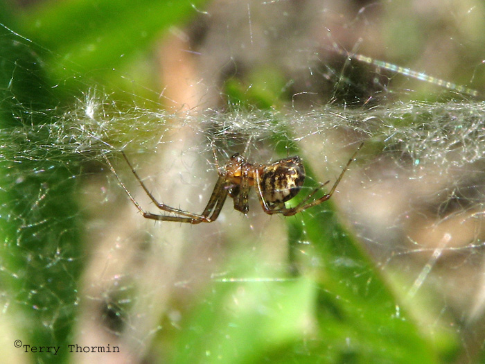 Neriene radiata - Filmy Dome Web Spider 4a.jpg