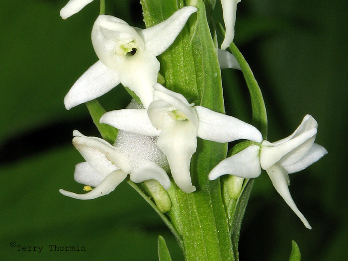 Tall White Bog Orchid 3a.jpg