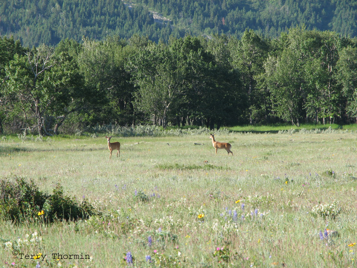 White-tailed Deer in meadow 1.jpg