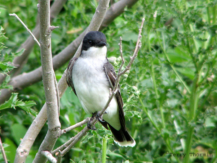 Eastern Kingbird 8a.jpg