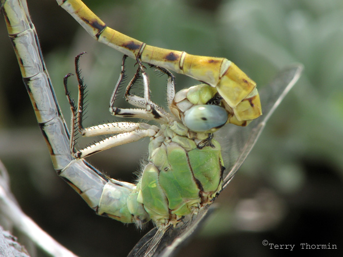 Ophiogomphus severus - Pale Snaketails mating 1.jpg