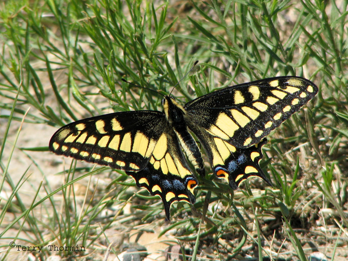 Papilio machaon dodi - Old World Swallowtail 3.jpg