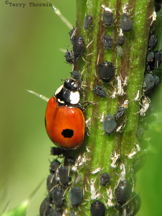Adalia bipunctata -Two-spotted Ladybug eating aphids 1.jpg