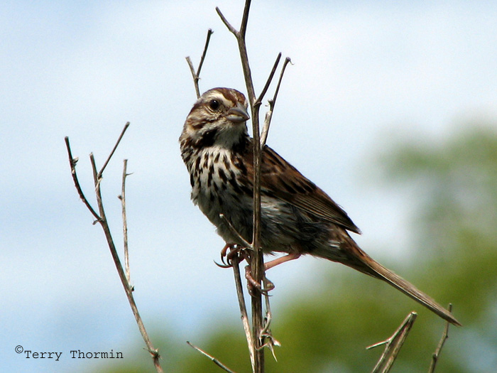 Song Sparrow 2.jpg