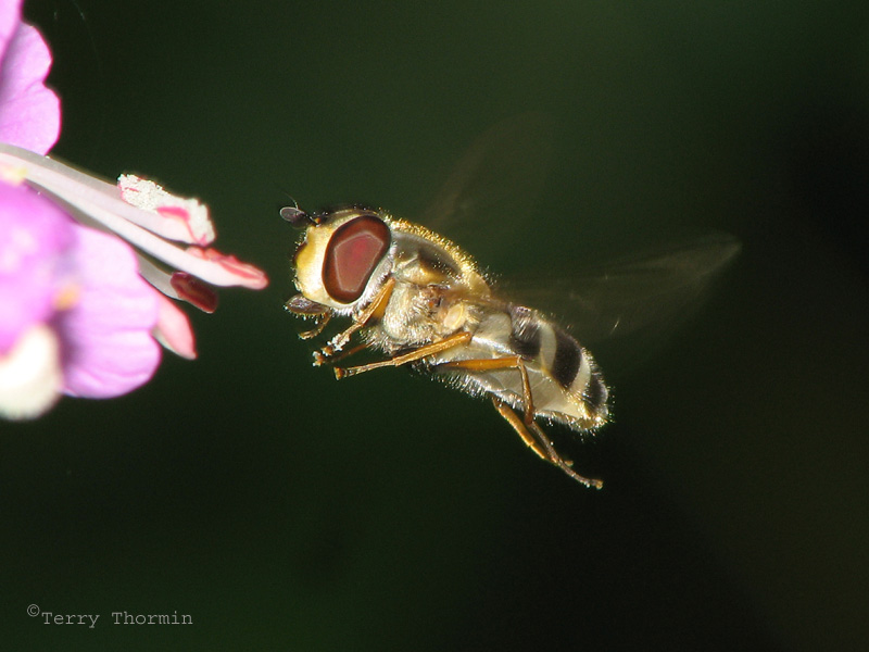 Epistrophe grossulariae - Flower Fly - Almost there