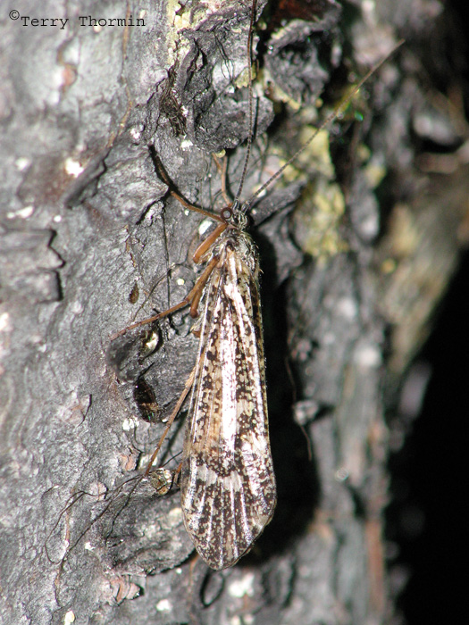 Caddisfly A1.jpg