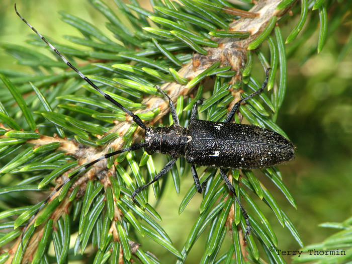 Monochamus scutellatus - White-spotted Sawyer Beetle 3.jpg