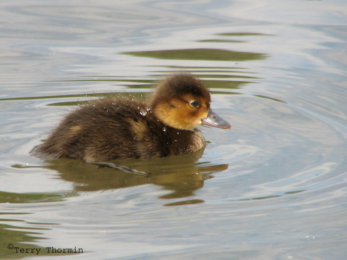 Lesser Scaup chick 1.jpg