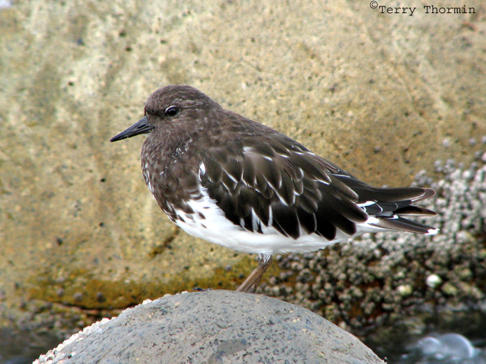 Black Turnstone 2.jpg