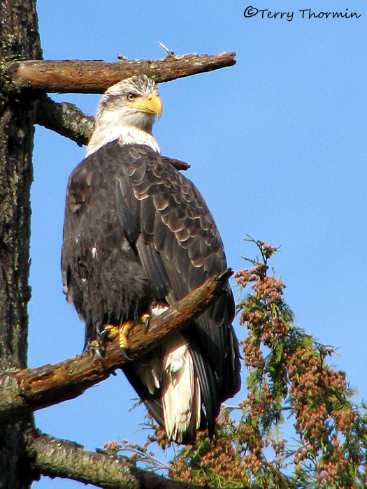 Bald Eagle sub-adult 19b.jpg
