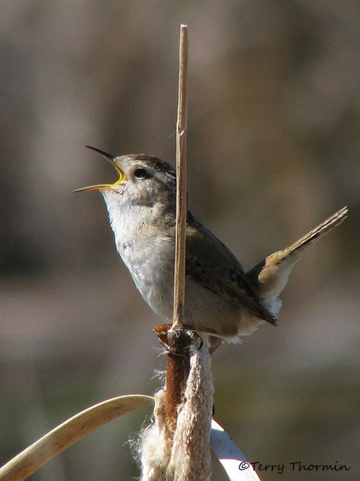 Marsh Wren 2b.jpg