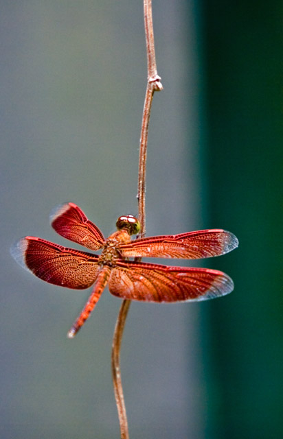 Dragonfly