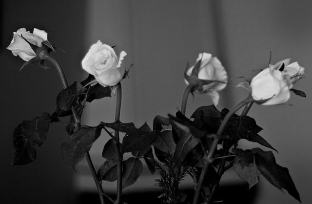 Roses