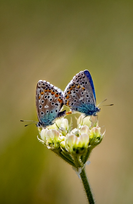 Butterfly couple